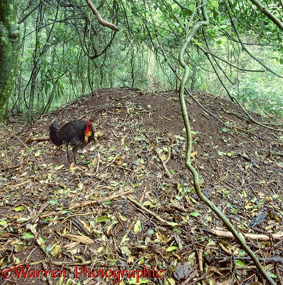 Australian Bush Turkey (Alectura lathami) scratching for morsels of food around its nest.  Australia