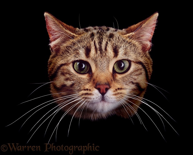 Portrait of brown spotted tabby male cat, Lowlander with the moon reflected in his eyes