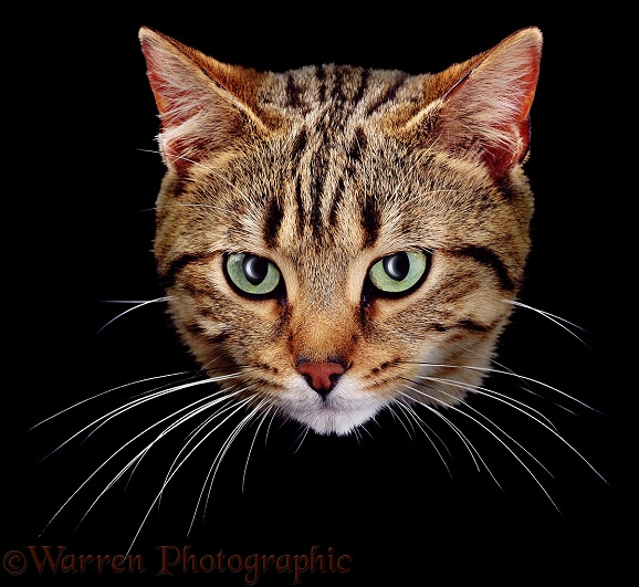Portrait of brown spotted tabby male cat, Lowlander with the moon reflected in his eyes