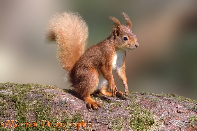 Red Squirrel (Sciurus vulgaris).  Europe
