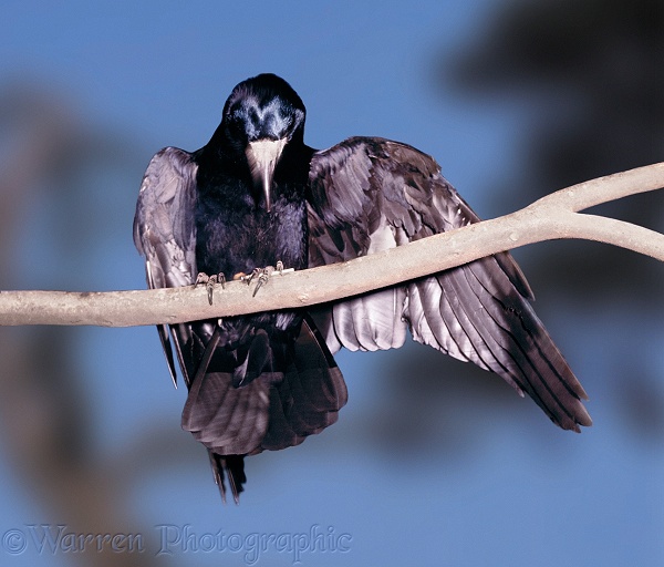 A Tame Rook (Corvus frugilegus) has struck a match and is 'anting' with the flame