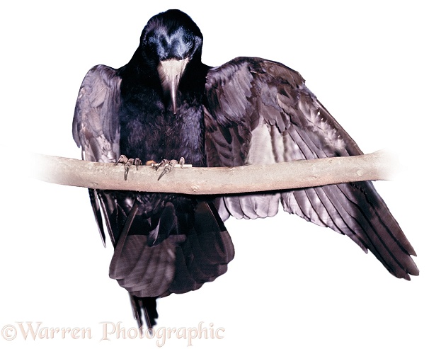 A Tame Rook (Corvus frugilegus) has struck a match and is 'anting' with the flame, white background