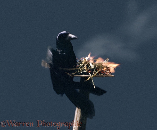 A Tame Rook (Corvus frugilegus) 'anting' with fire