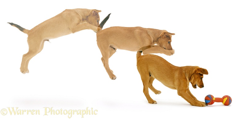 Multiple image of Lakeland Terrier x Border Collie pup Joker, 12 weeks old, pouncing on a toy, white background