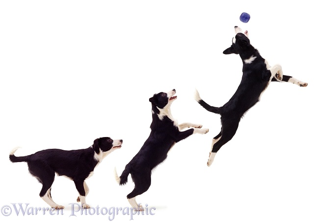 Multiple image of black-and-white Border Collie bitch pup Fly, 12 weeks old, leaping to catch a ball, white background