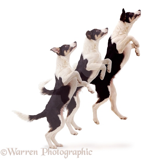 Multiple image of Border Collie leaping into the air, white background