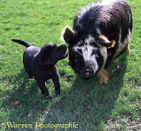 A puppy has fun with a friendly pig