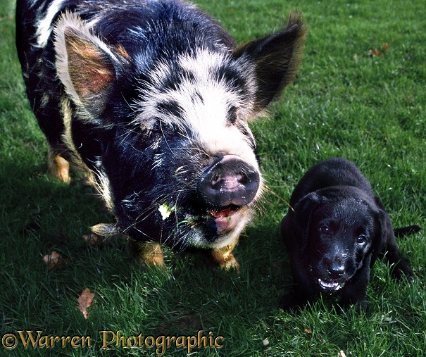 A friendly pig shares its food with a puppy