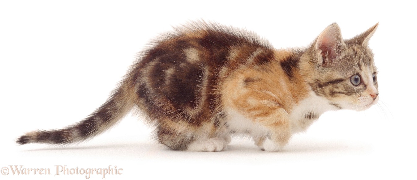 Playful 'Bowtie' torbie kitten, 8 weeks old, getting ready to pounce, white background