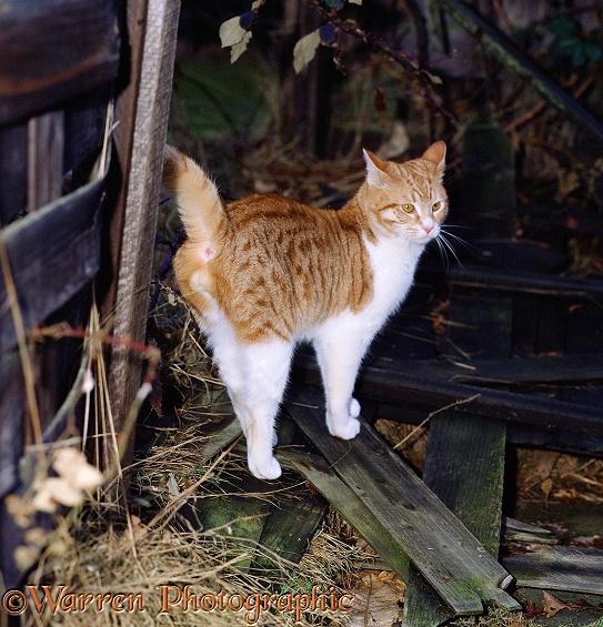Ginger-and-white male cat, spraying (scent-marking with urine)