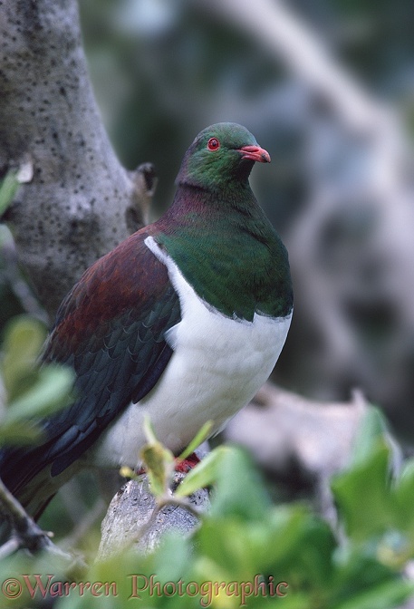 New Zealand Wood Pigeon (Hemiphaga novaeseelandiae).  New Zealand