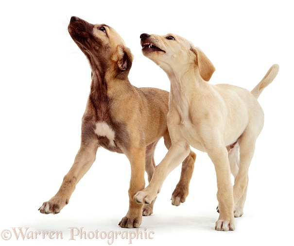 Saluki Lurcher pups, Tansy (blue-fawn) and Swift (gold). 9 weeks old, white background