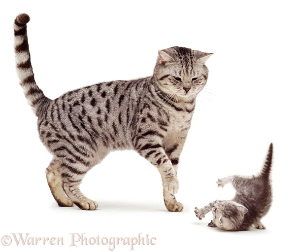 Silver Tabby kitten, 6 weeks old, reacting to adult cat, white background