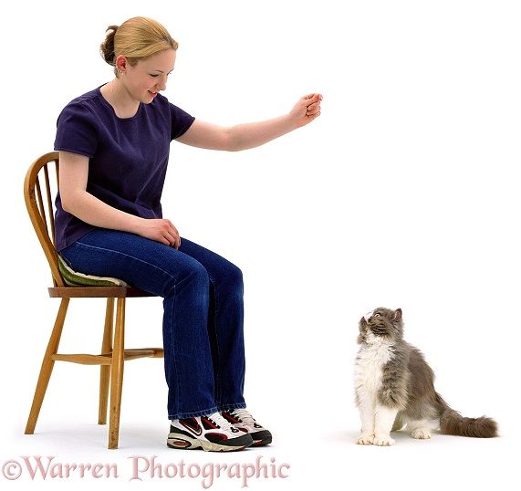 Kathryn teaching 3-year-old Persian cat, Cobweb, to 'sit', white background