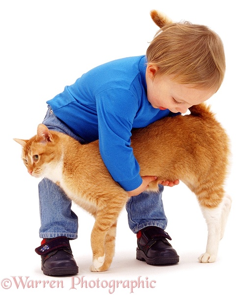 Luke (18 months old), about to pick up Red Burmese female cat, Sabrina, white background