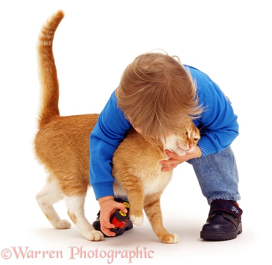 Luke (18 months old), playing with Red Burmese female cat, Sabrina, white background