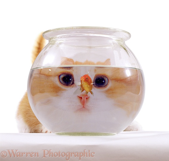 A young cat looking at a goldfish in a goldfish bowl, white background