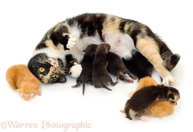 A mother cat suckling orphan fox cubs, white background