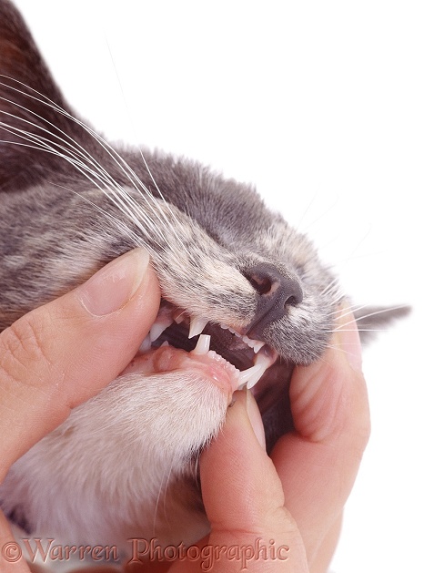 Showing a cat's broken teeth after a road accident, white background