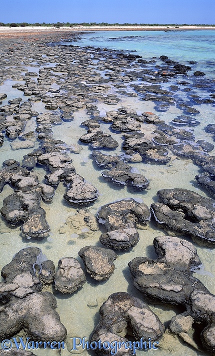 Stromatolites.  Western Australia