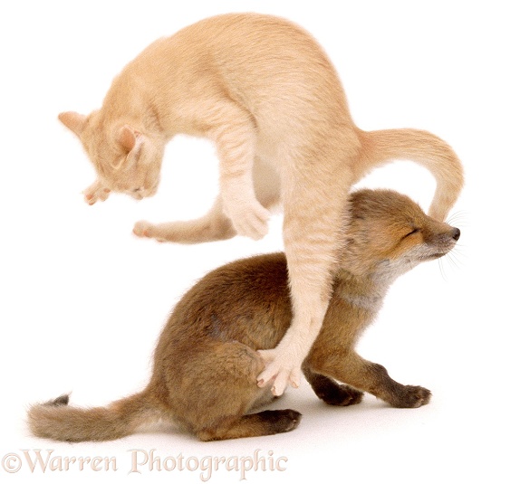 Fox and Kitten playing, 7 weeks old, white background