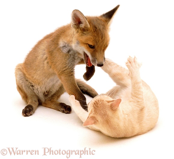 Fox and Kitten playing, 9 weeks old, white background