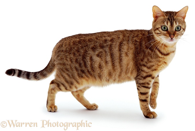 Brown spotted Bengal cat, white background
