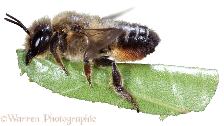 Leaf-cutting Bee (Megachile species) female, carrying a section of rose leaf, white background