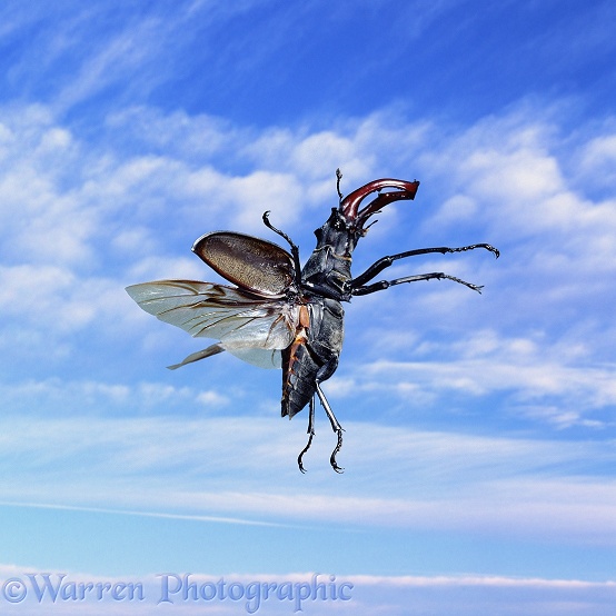 Stag Beetle (Lucanus cervus) male in flight.  Europe