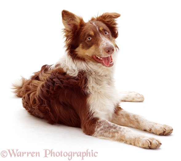 Red tricolour Border Collie, Chester, lying down, attentive, white background