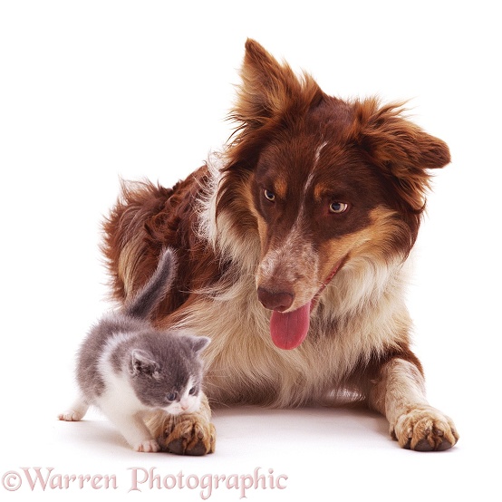 Red tricolour Border Collie, Chester, with a playful kitten, white background