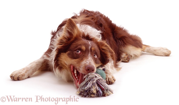 Red tricolour Border Collie, Chester, chewing a rope-and-ball toy, white background
