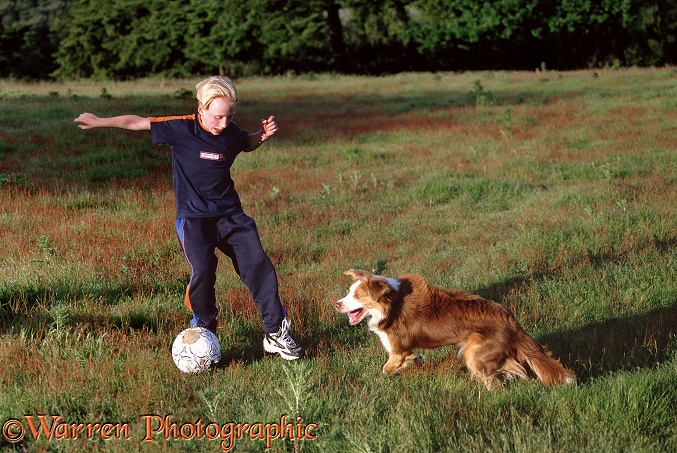Boy playing football with Border Collie, Brak