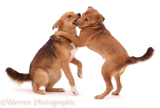 Lakeland Terrier x Border Collie, Bess playing with her younger brother, Henry 5 months old, white background