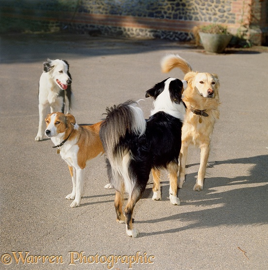 Confrontation between two male dogs (Border Collie, Alfie & Retriever-cross, Solo) in dominant stance. The yellow dog, Solo, looks away & waves his tail slightly to avoid an actual fight