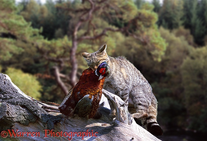 Scottish Wild Cat (Felis silvestris grampia) with a captured pheasant.  Britain