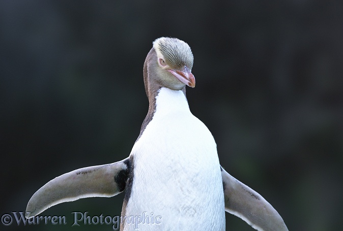 Yellow-eyed Penguin (Megadyptes antipodes) [Maori name: Hoiho - 'noise shouter'].  New Zealand