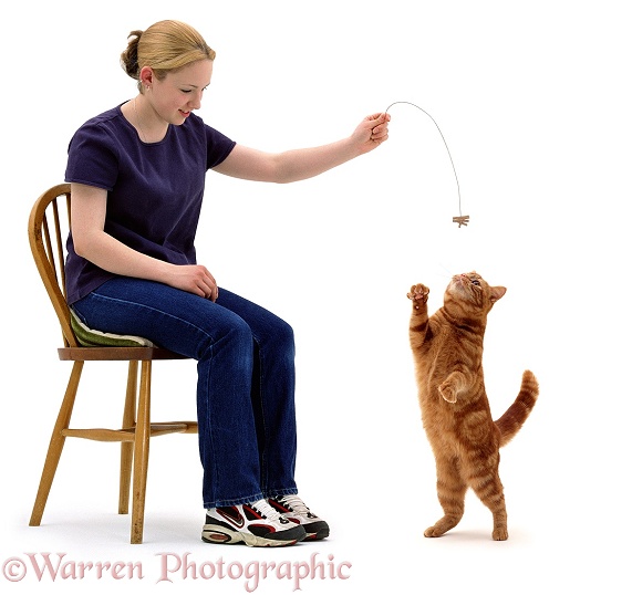 Kathryn 'cat fishing' by dangling a toy for ginger cat, white background