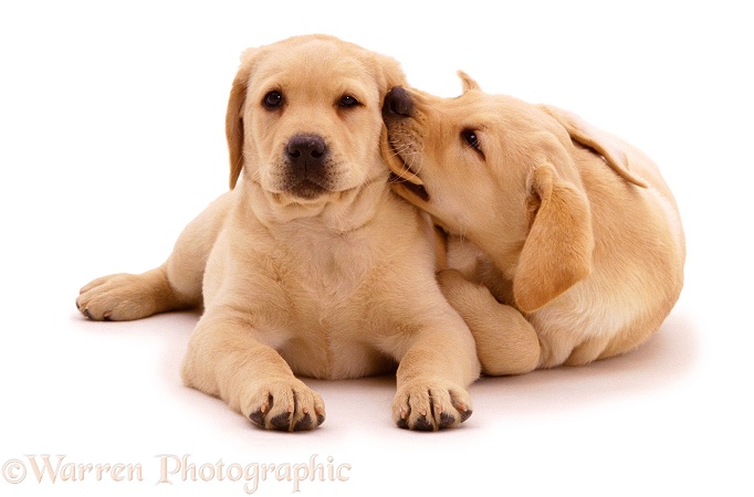 Two Yellow Labrador Retriever pups. 9 weeks old, white background