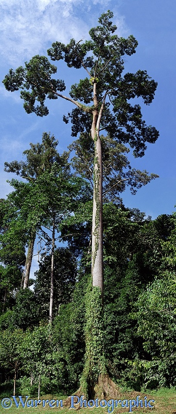 Rainforest tree.  Borneo