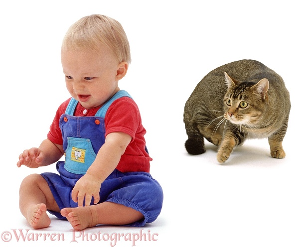 Baby Luke, 11 months old, sitting and giggling, unaware that Agouti tabby male cat, Mowgli is stalking him, white background