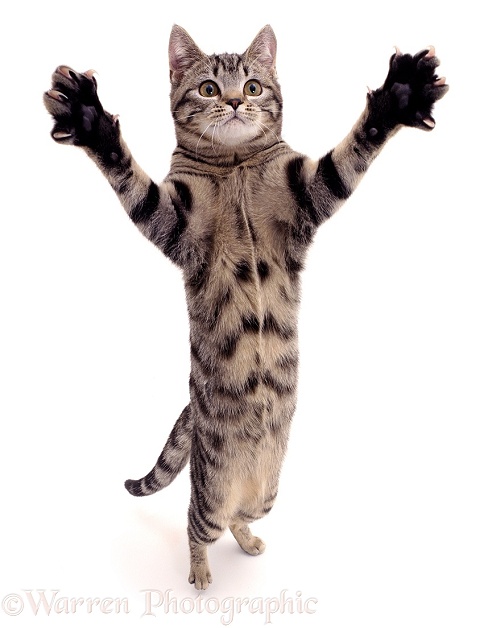 Brown spotted tabby male cat Lowlander standing and reaching up in a playful manner, white background