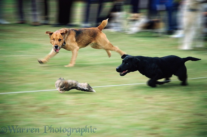 Terrier race