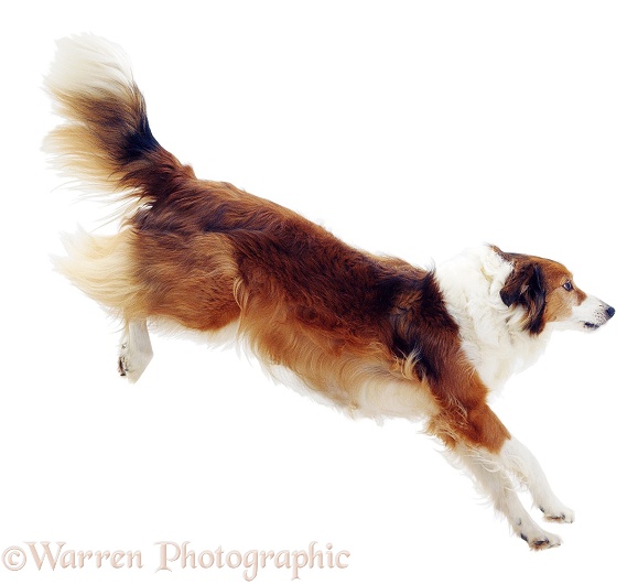 Border Collie bitch Lark leaping over, white background