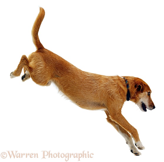 Lakeland Terrier x Border Collie, Tilly, jumping, white background