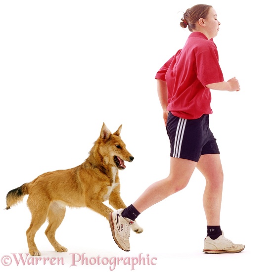 Lakeland Terrier x Border Collie Bess chasing Sin while she's out running, white background