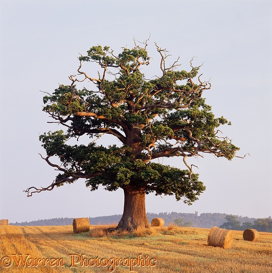 English Oak (Quercus robur) - Summer 2001.  Surrey, England