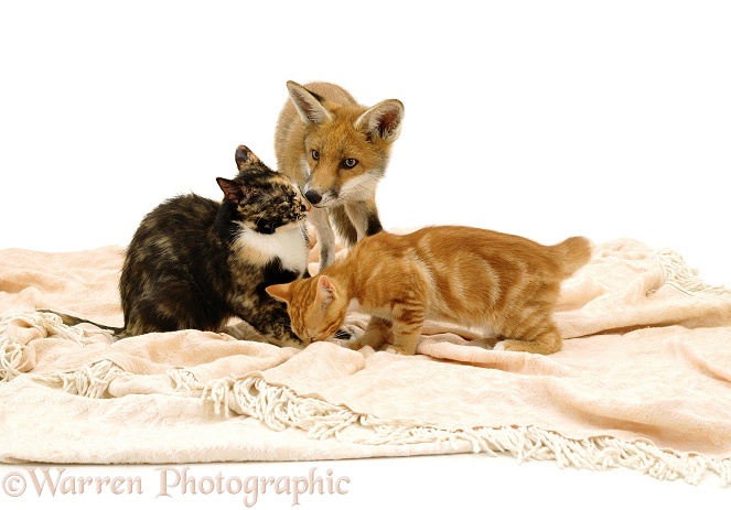 Tortoiseshell cat Mitsi with her own kitten Foster and fox cub whom she had fostered from 1 day old. Now 14 weeks old, white background