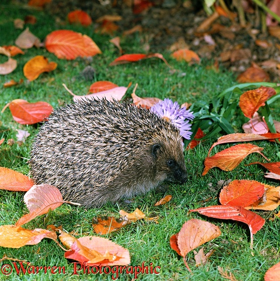 Hedgehog (Erinaceus europaeus) chewing to work up a foamy saliva with which it will anoint its prickles.  Europe