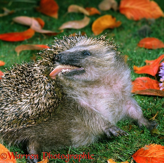 Hedgehog (Erinaceus europaeus) self-anointing, raising the skin of its back into ridges and twisting round to flick saliva onto its prickles with its long tongue.  Europe